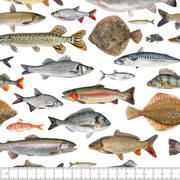 Trikoo, J&Auml;RVIKALAT